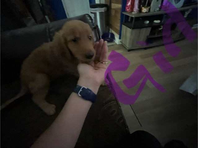 Golden Retriever – Full blooded golden retriever