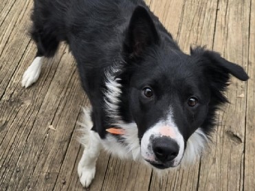 Border Collie – Meet Wyatt, a sweet and energetic – Westfield
