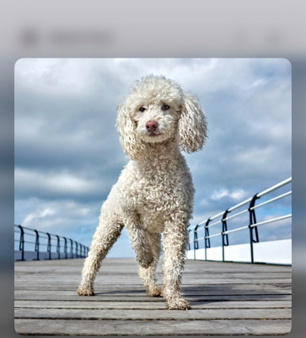 Poodle – bundle of joy