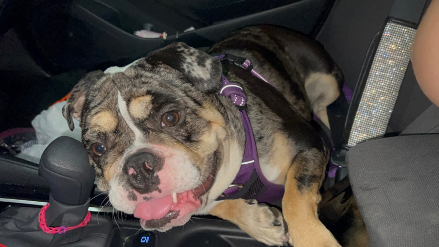 Bulldog – English bulldog