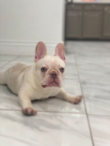 French Bulldog – Frenchie