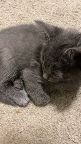 Persian (Modern) – Selling kittens