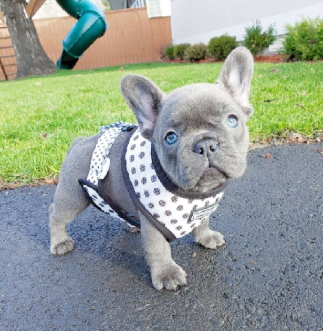 French Bulldog – Stunning French Bulldog Puppies
