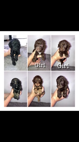 American Cocker Spaniel – Beautiful Fully Health Tested Cockapoo Puppies