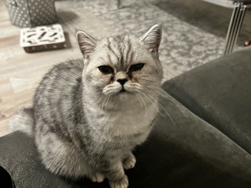 Hübsches BKH-Kitten