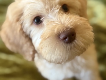 Goldendoodle – Doodle Puppies – Sacramento