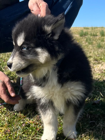 Siberian Husky – Siberian huskies