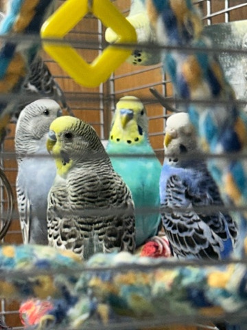 Parakeets