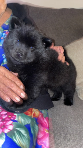 Chow Chow – 7 weeks Chows