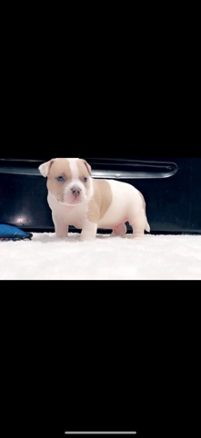 American Bulldog – Micro Bully