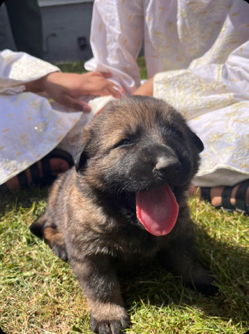 German Shepherd – German Shepard puppies