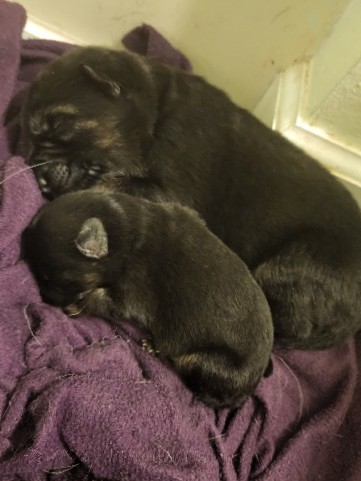 German Shepherd – AKC German Shepherd Puppies