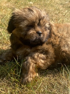 Shih Tzu – pups for sale