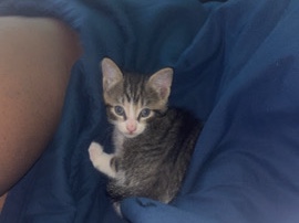 5 baby kittens need a home desperately – Bartlett