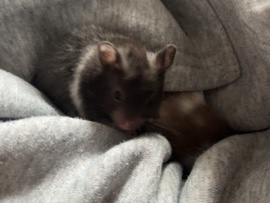 Hamster – male bay Syrian hamster – Consett