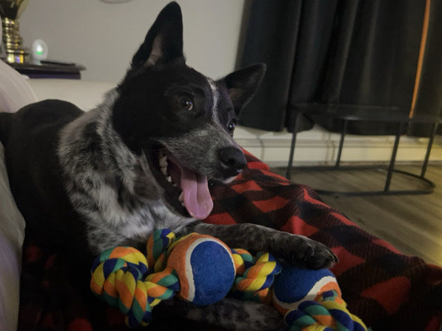 Australian Cattle Dog – rehome Dexter – Appleton