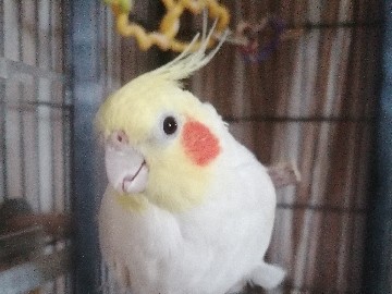 cockatiels & flight cage