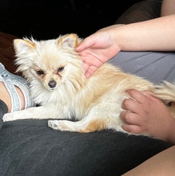 Pomeranian – toy pom