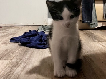 kittens – Lecanto