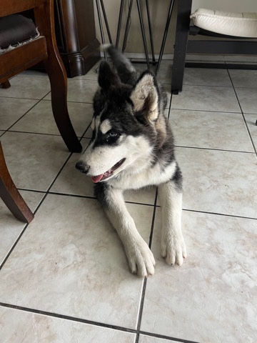 Siberian Husky – Siberian Husky