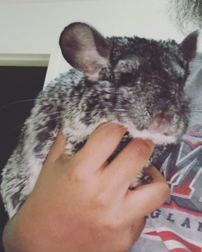 chinchilla – female grey chinchilla