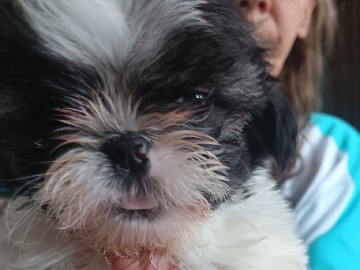 Shih Tzu – CKC Registered Shih Tzu babies M/F – Farragut