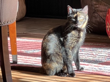 Mina -Green Eyed Torie- FREE.everything included – Los Angeles
