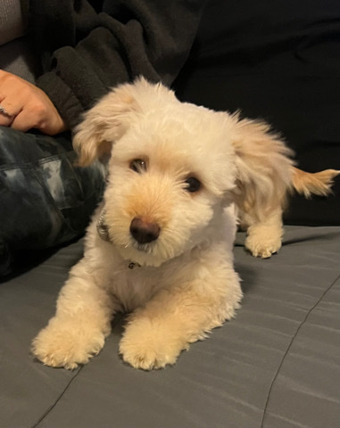 maltipoo