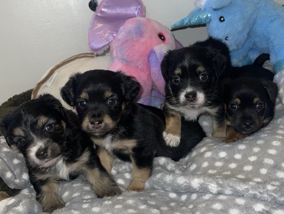 JACK RUSSELL TERRIER QUALITY PUPPIES