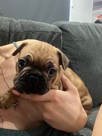 French Bulldog – french bulldog puppies