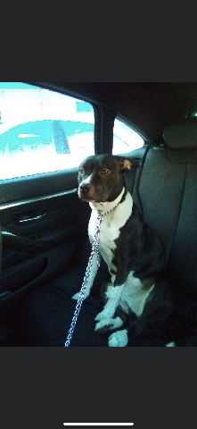 American Pit Bull Terrier – Selling home pet