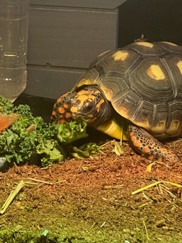 Rehoming Red Footed Tortoise
