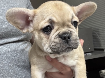 French Bulldog – French Bulldog puppies – Irving
