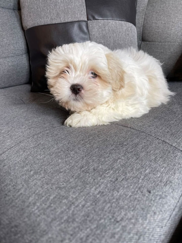 Shih Tzu – 15 week old shih tzu for sale.🐶