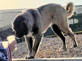 Caucasian Shepherd Dog – Big dog. sweet but stubborn. – Hemet