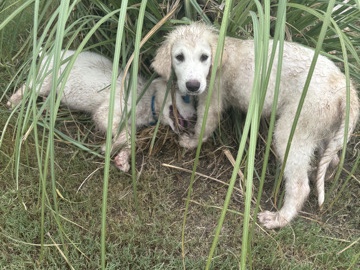 Great Pyrenees Puppies