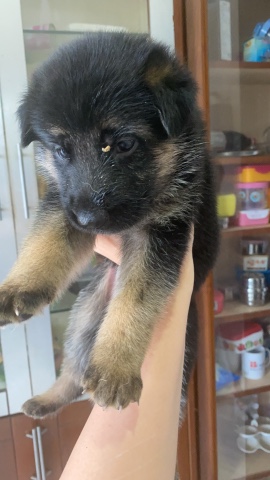 German Shepard puppies