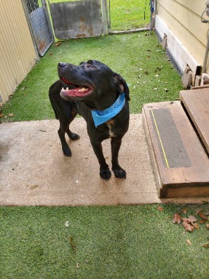 Labrador Retriever – Loyal dog needs a new home due to sudden life changes – Ephrata
