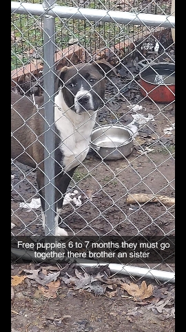 puppies jack an jill