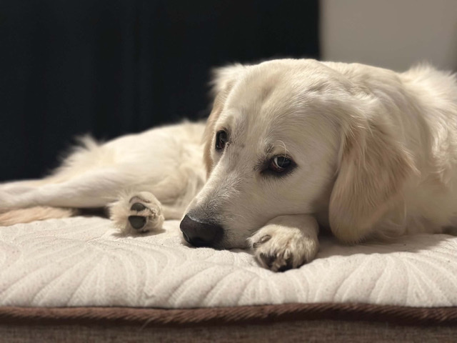 Golden Retriever – Golden Retriever – Christchurch
