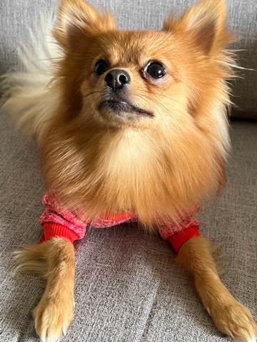 Pomeranian – Pomeranian Boy