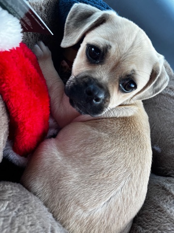 Pug – Chug pup