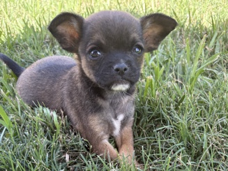 Chihuahua – Chihuahua puppies – Katy