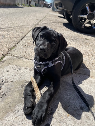 Labrador Retriever – loving energetic all black lab