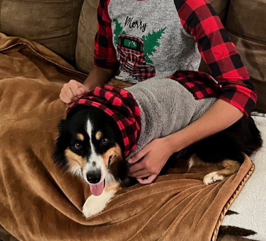 Miniature Australian Shepherd – Wally-Rehome