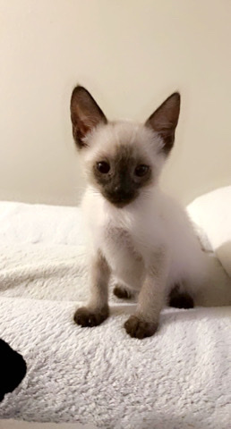 Siamese Kitten