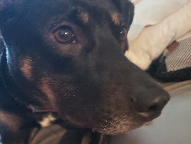 Rottweiler – Rottweiler/hound mix