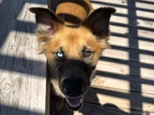 Image of Mixed Breed