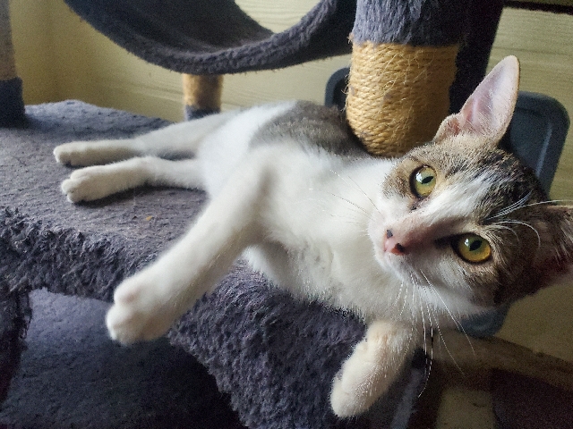 Bombay – Urgent rehoming we can discuss more via text and yes they are love bugs