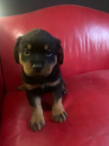Rottweiler – dogs